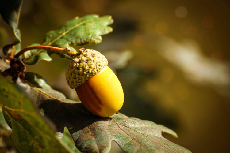 Why oaks are so important